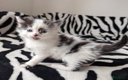 Mixed Breed cats for sale: Kittens  - Image 5