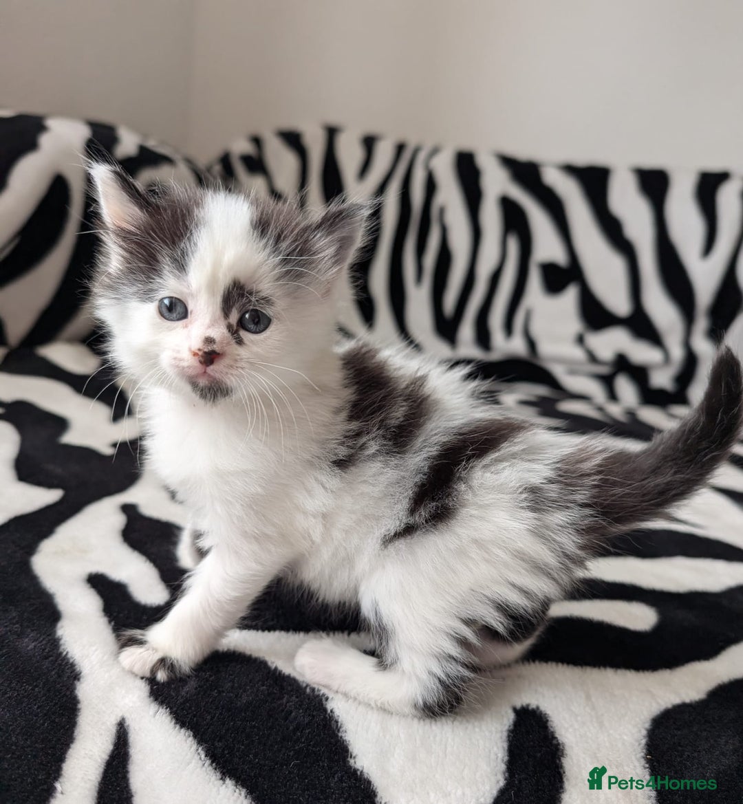 Mixed Breed cats for sale: Kittens  - Image 5