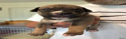 Mixed Breed dogs for sale: Bull presa pups  - Advert 32