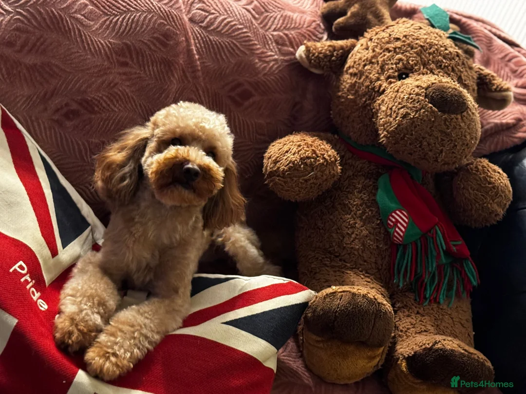 Mixed Breed dogs for sale: F1B Cockapoo Puppies – KC Toy Poodle Sired in Halifax - Advert 15