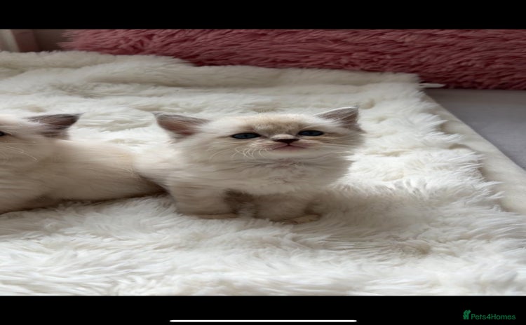 Ragdoll cats - Advert 2