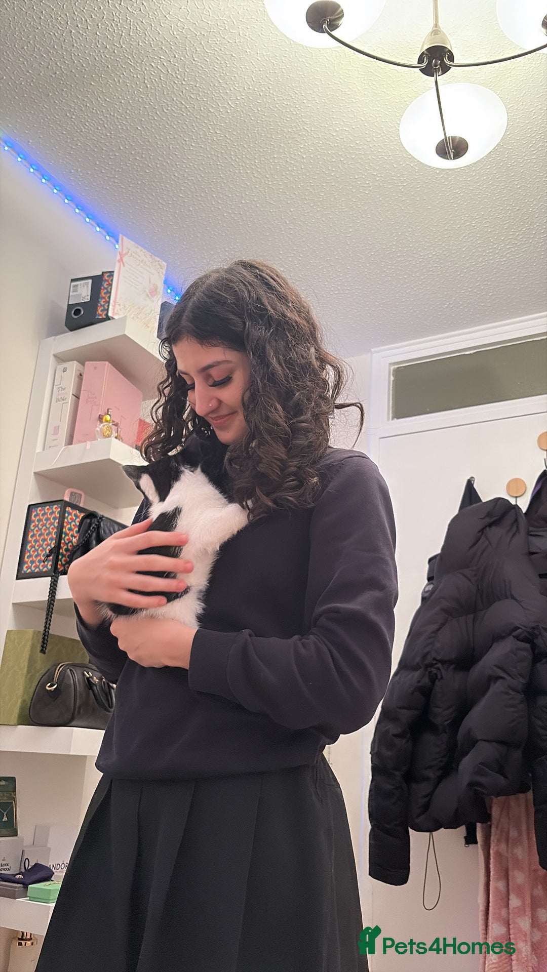 Mixed Breed cats for sale: tuxedo kitten - Advert 2