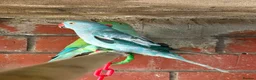 Mixed Breed birds for sale: Birds for sale *read description*  - Advert 2
