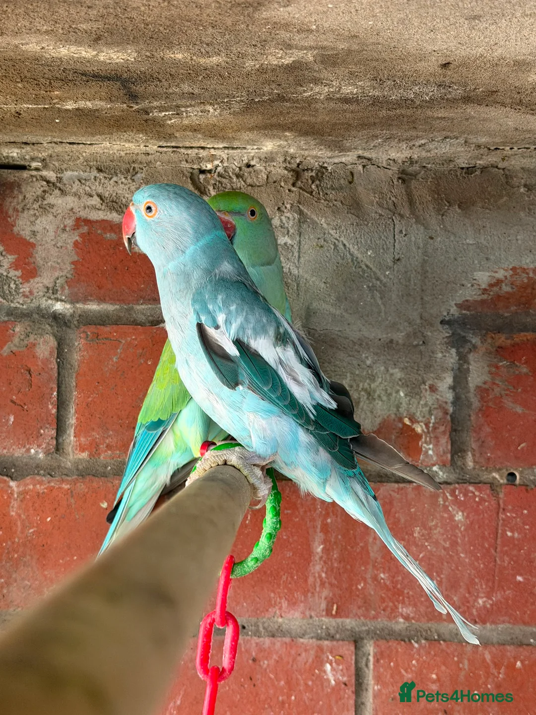 Mixed Breed birds for sale: Birds for sale *read description*  - Advert 2