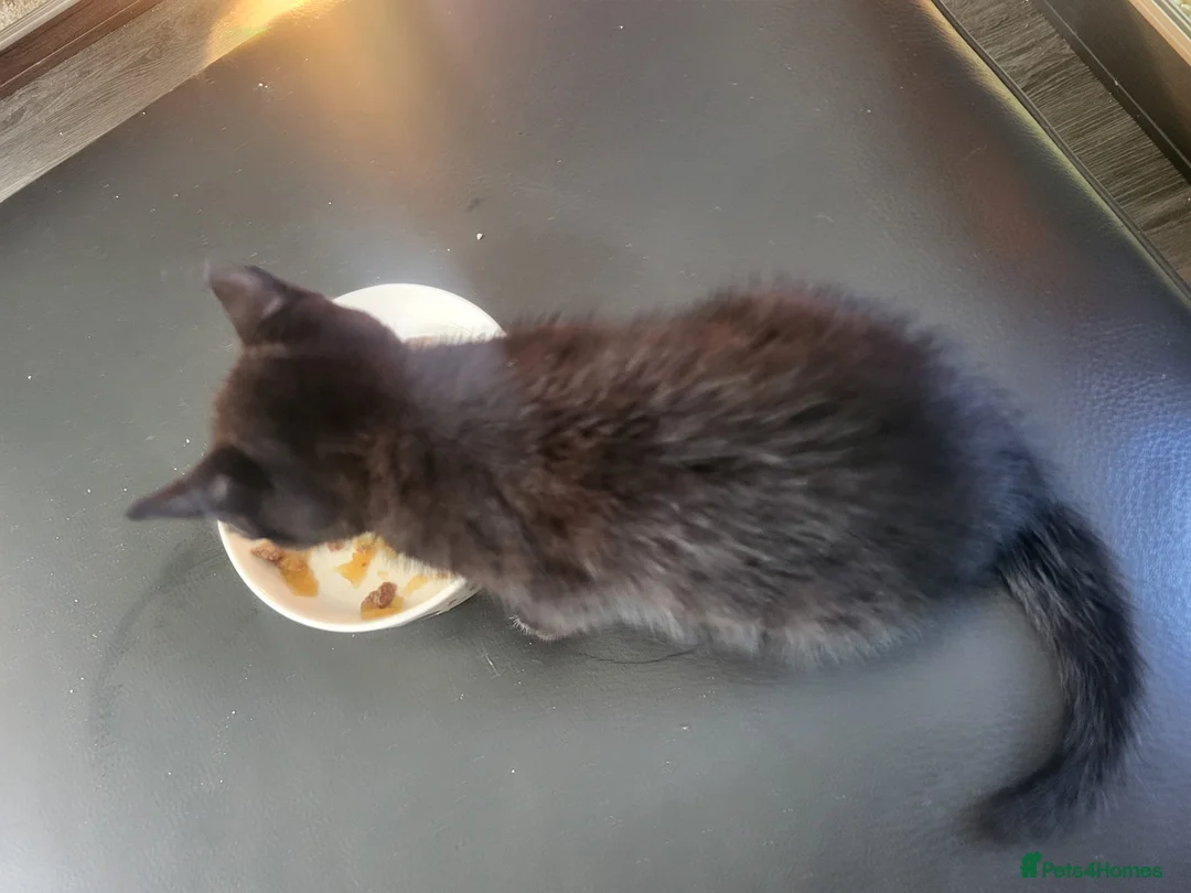 Mixed Breed cats for sale: Beautiful remaining kitten - Advert 5
