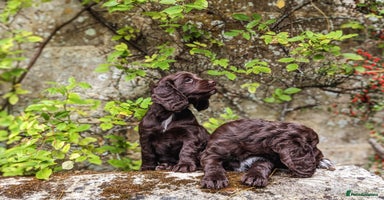 Cocker Spaniel dogs - Advert 5