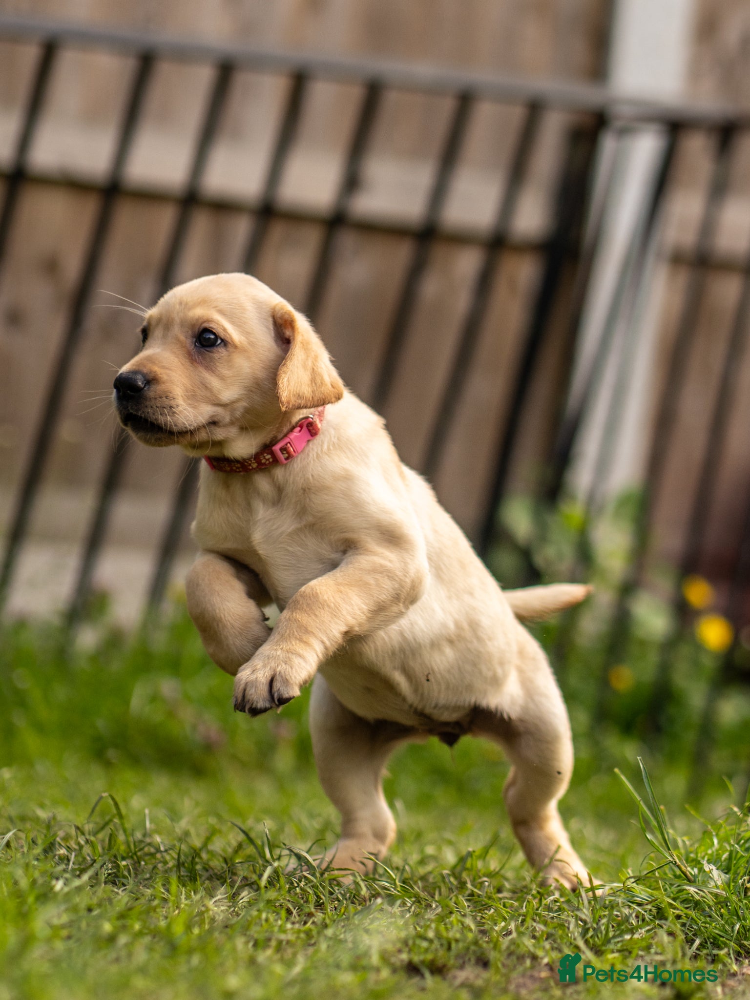 Labrador Retriever dogs 7 fox red/yellow Labrador puppies ready to go - Advert 1