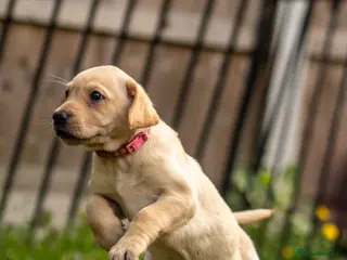 Labrador Retriever dogs 7 fox red/yellow Labrador puppies ready to go - Advert 1