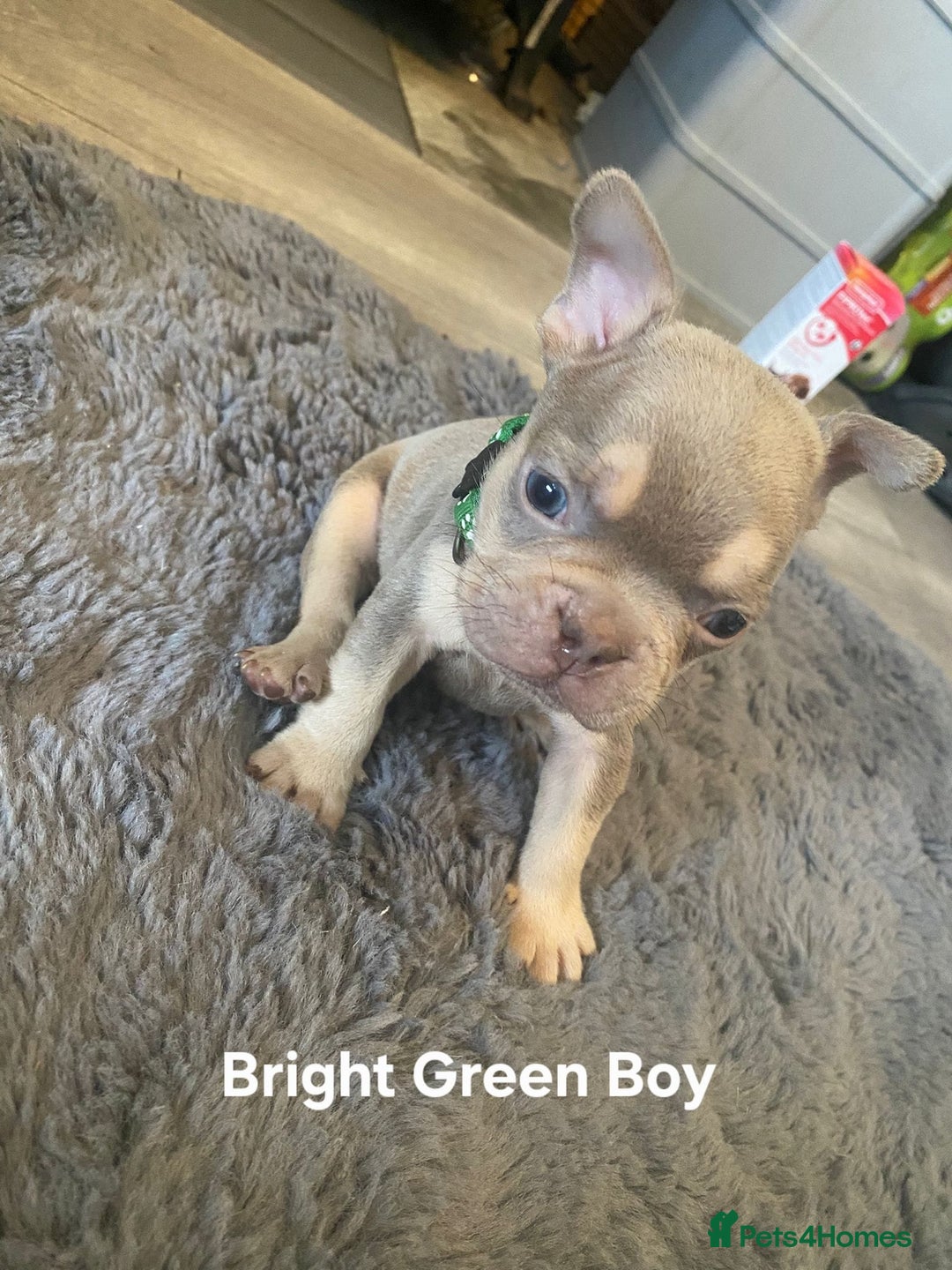 French Bulldog dogs for sale: beautiful chunky French bulldog puppies  - Image 11