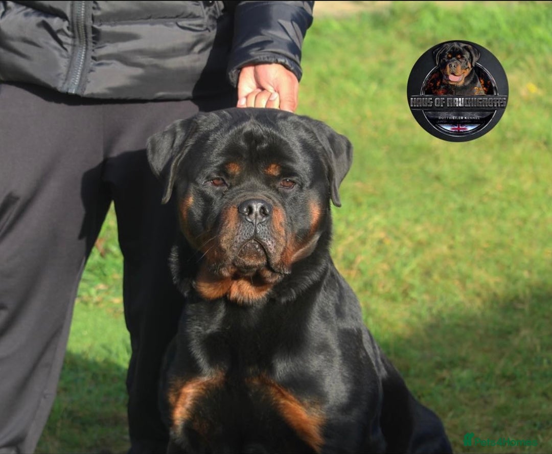 Rottweiler dogs for sale: Top KC Registered Rottweiler Puppies For Sale - Image 26