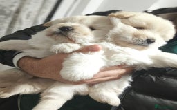 Chow Chow dogs for sale: Chow chow  - Advert 1