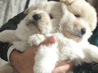 Chow Chow dogs Chow chow - Advert 1