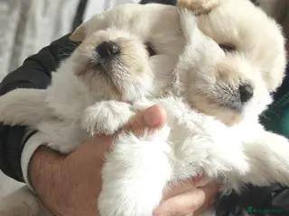 Chow Chow dogs Chow chow - Advert 17