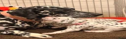 Dalmatian dogs for sale: 6 Dalmatian Puppies for Sale  in Heathfield - Advert 36