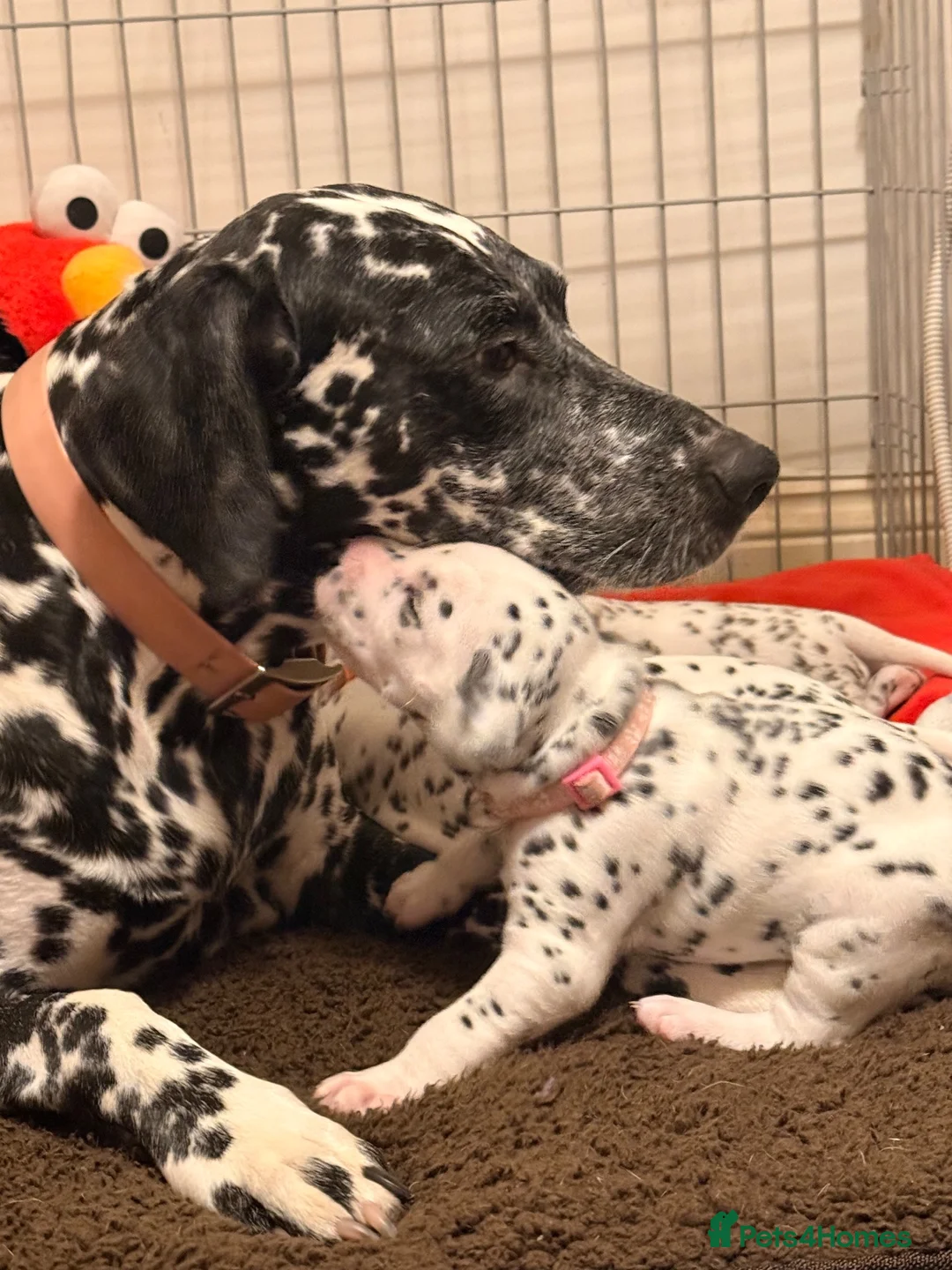 Dalmatian dogs for sale: 6 Dalmatian Puppies for Sale  in Heathfield - Advert 36