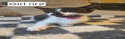 Mixed Breed cats for sale: Kittens - Advert 7