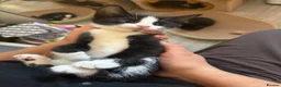 Mixed Breed cats for sale: Beautiful Mother Cat & 4 Lovely Kittens - Advert 4