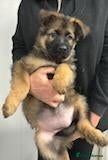German Shepherd dogs German shepherd puppies  - Advert 1