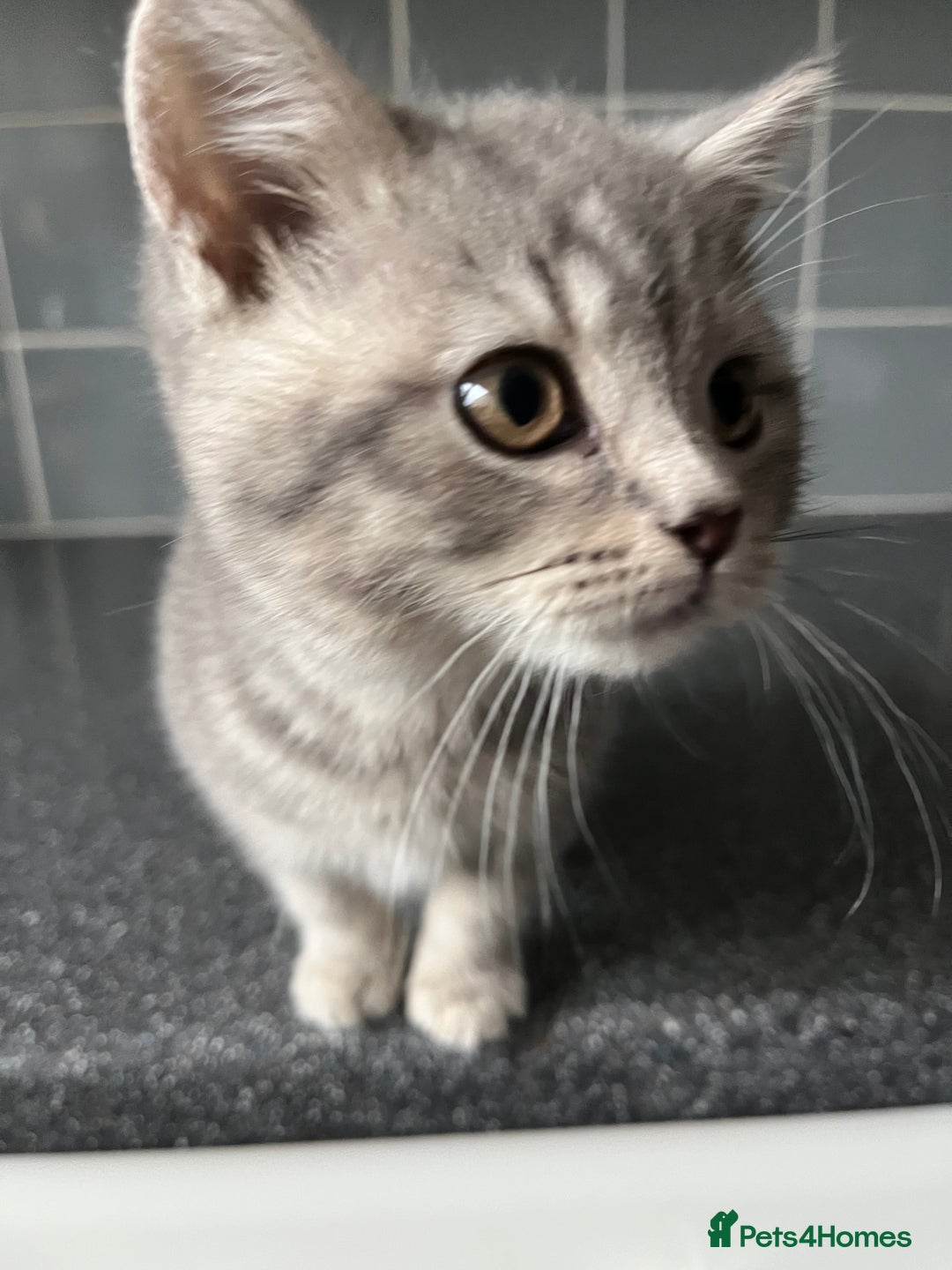 British Shorthair cats for sale: One male and one female remain - Advert 12