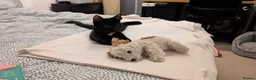 Mixed Breed cats for sale: Adorable and affectionate kitten in London - Advert 3