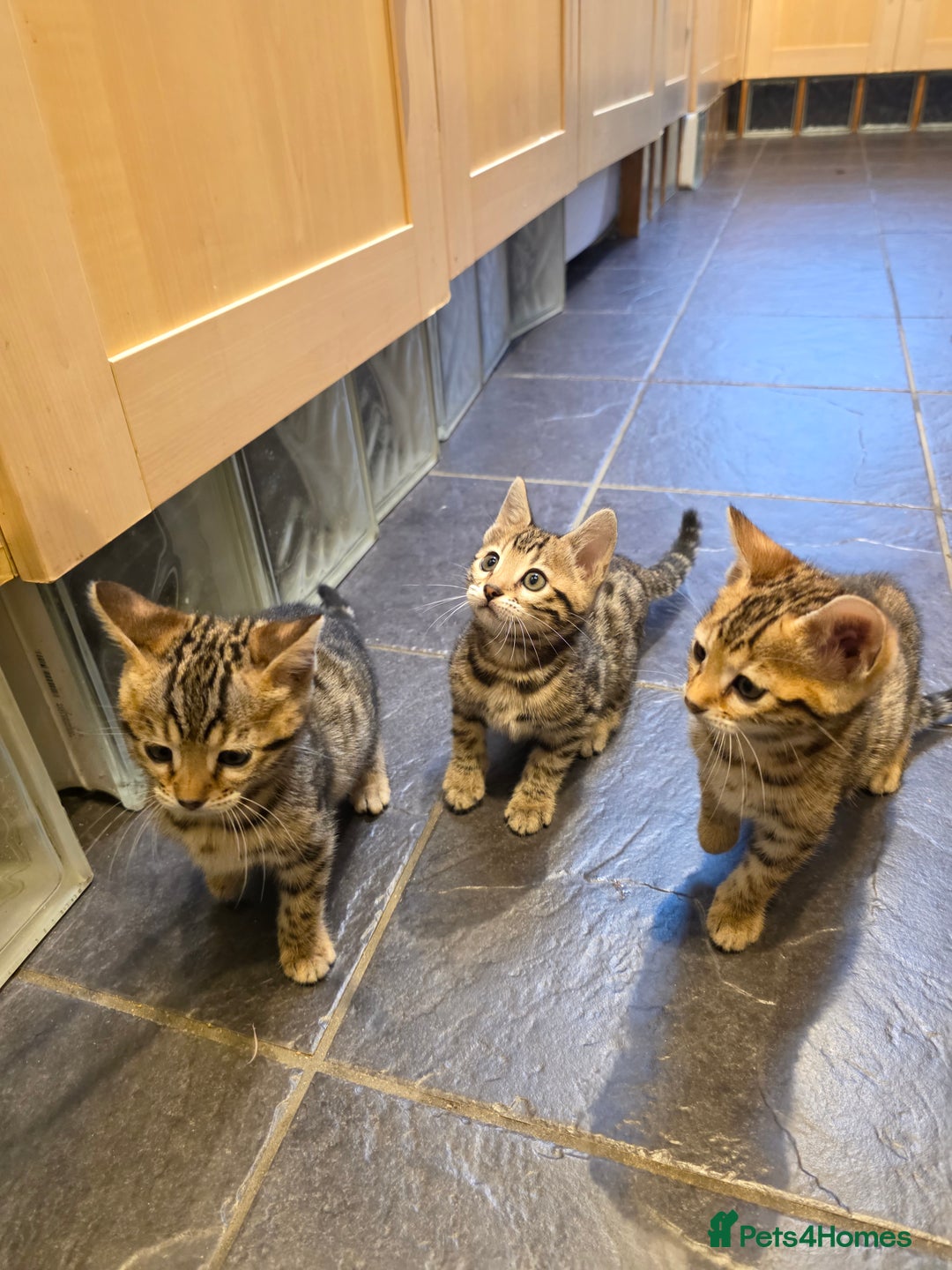 Bengal cats for sale: Outstanding quality Brown rosetted bengal kittens  - Advert 14