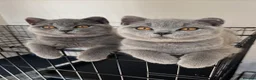 British Shorthair cats for sale: Beautiful British Shorthair Kittens  in London - Advert 2
