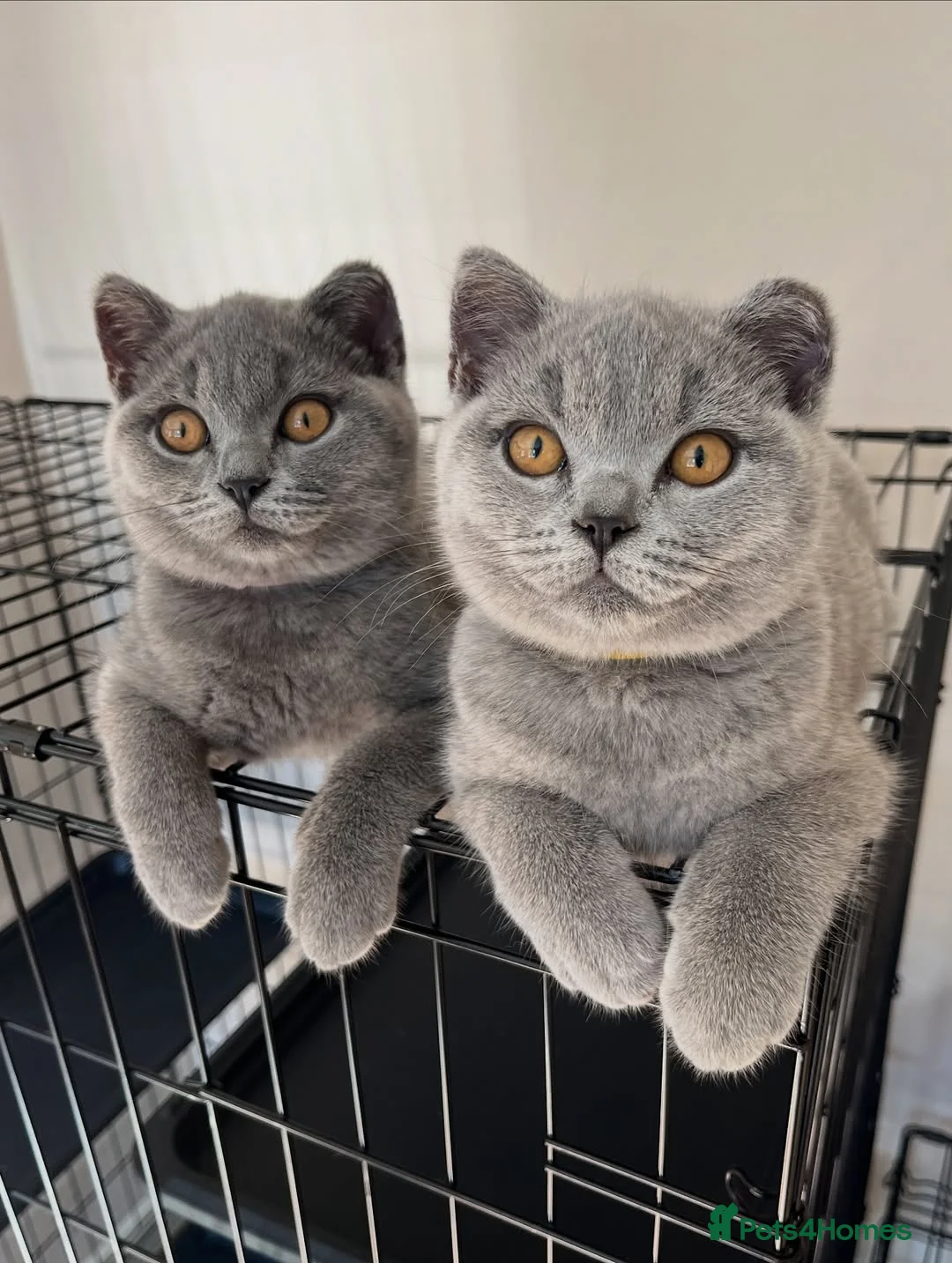 British Shorthair cats for sale: Beautiful British Shorthair Kittens  in London - Advert 2