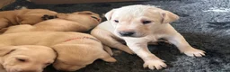 Labrador Retriever dogs for sale: Superb KC reg Labrador puppies from working line - Advert 4