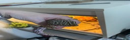 Leopard Gecko reptiles for sale: leopard gecko with enclosure  - Advert 7