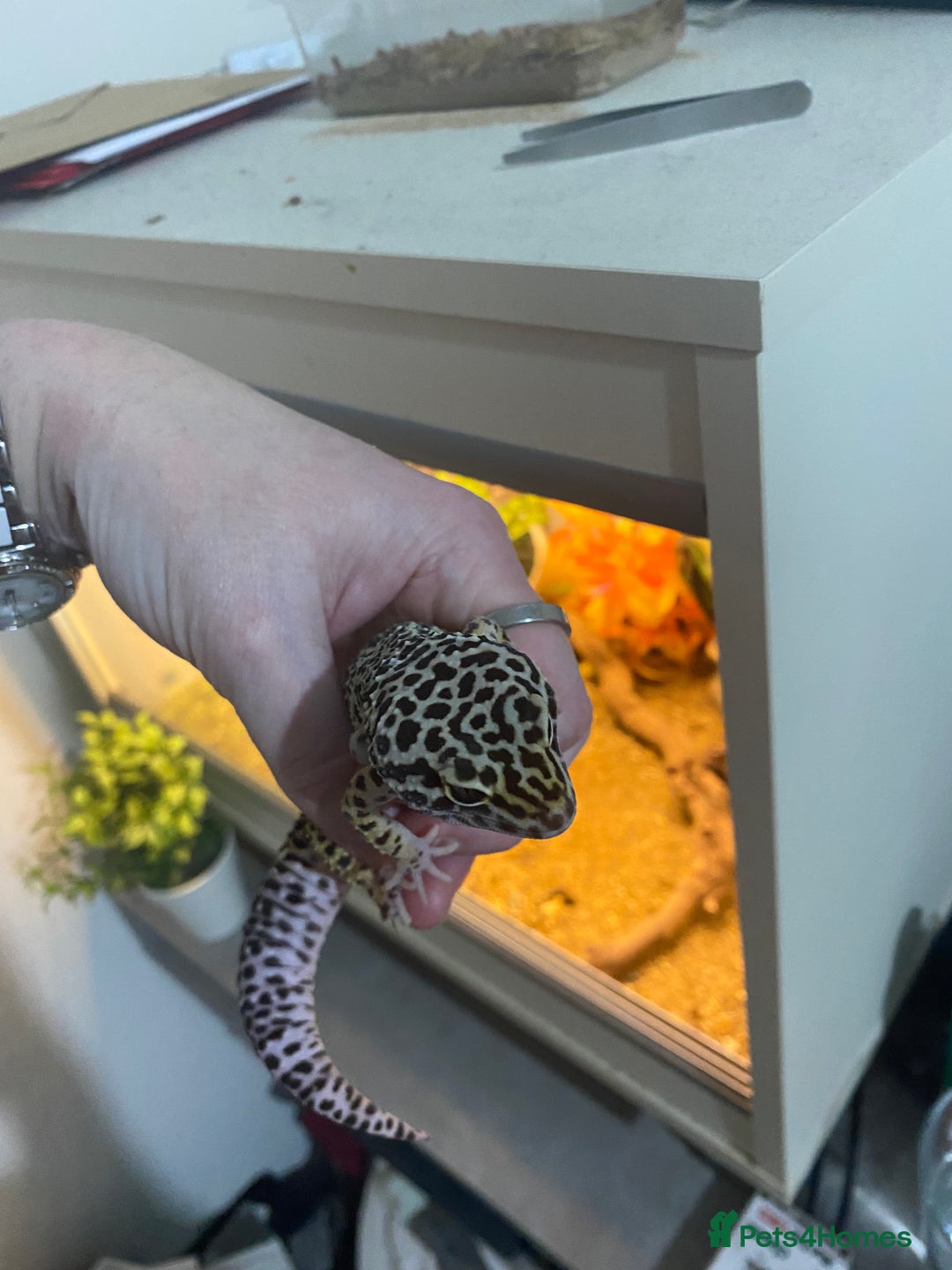 Leopard Gecko reptiles for sale: leopard gecko with enclosure  - Advert 7