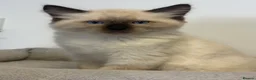 Ragdoll cats for sale: 🐾💙 5 Gorgeous Male Ragdoll Kittens for Sale - Advert 7