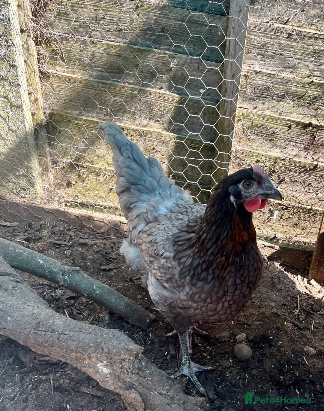 Chickens poultry for sale: Coloured hybrid point of lays guaranteed females  - Image 5
