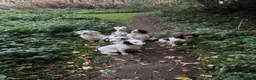 English Springer Spaniel dogs for stud: KC Registered Working Springer Spaniel Stud - Advert 4