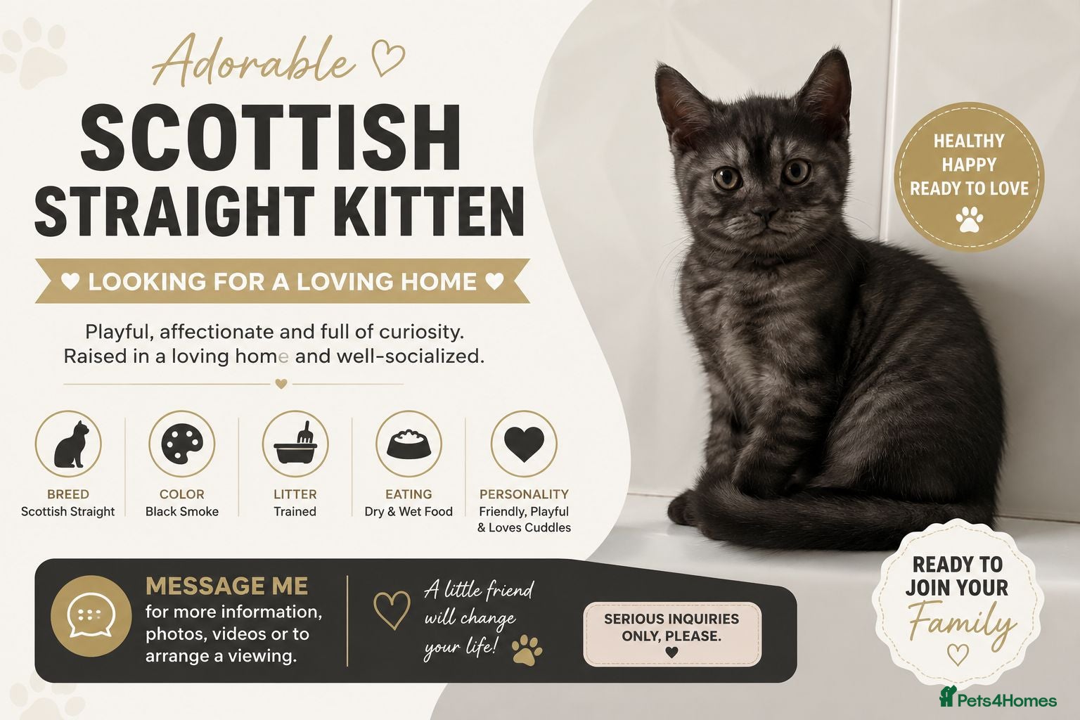 Scottish Fold cats 🐾⚠️ Warning: You Might Fall in Love - Advert 3