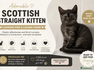 Scottish Fold cats 🐾⚠️ Warning: You Might Fall in Love - Advert 10