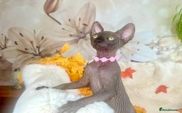 Sphynx cats for sale: 7 adorable Sphynx  looking for their forever home - Image 8