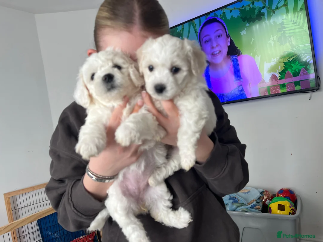 Bichon Frise dogs for sale: 1 female bichon frise available  - Advert 2