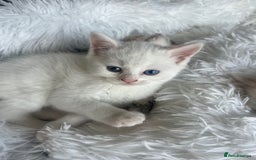 Turkish Van cats for sale: Half Turkish van kittens - Image 6