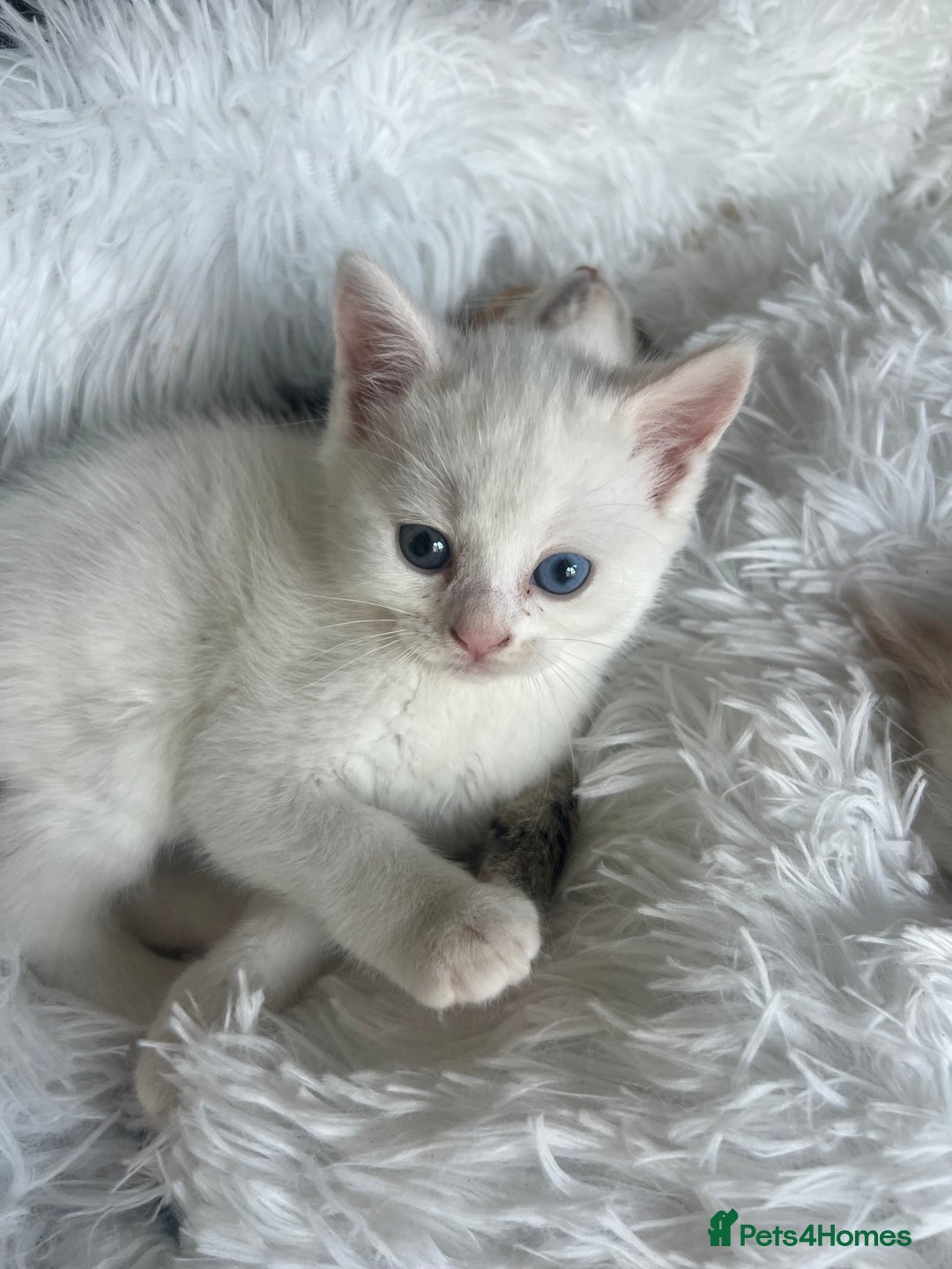 Turkish Van cats for sale: Half Turkish van kittens - Image 6