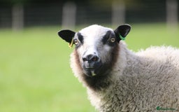 Sheep livestock for sale: Registered Shetland Sheep Flock Reduction  - Image 2