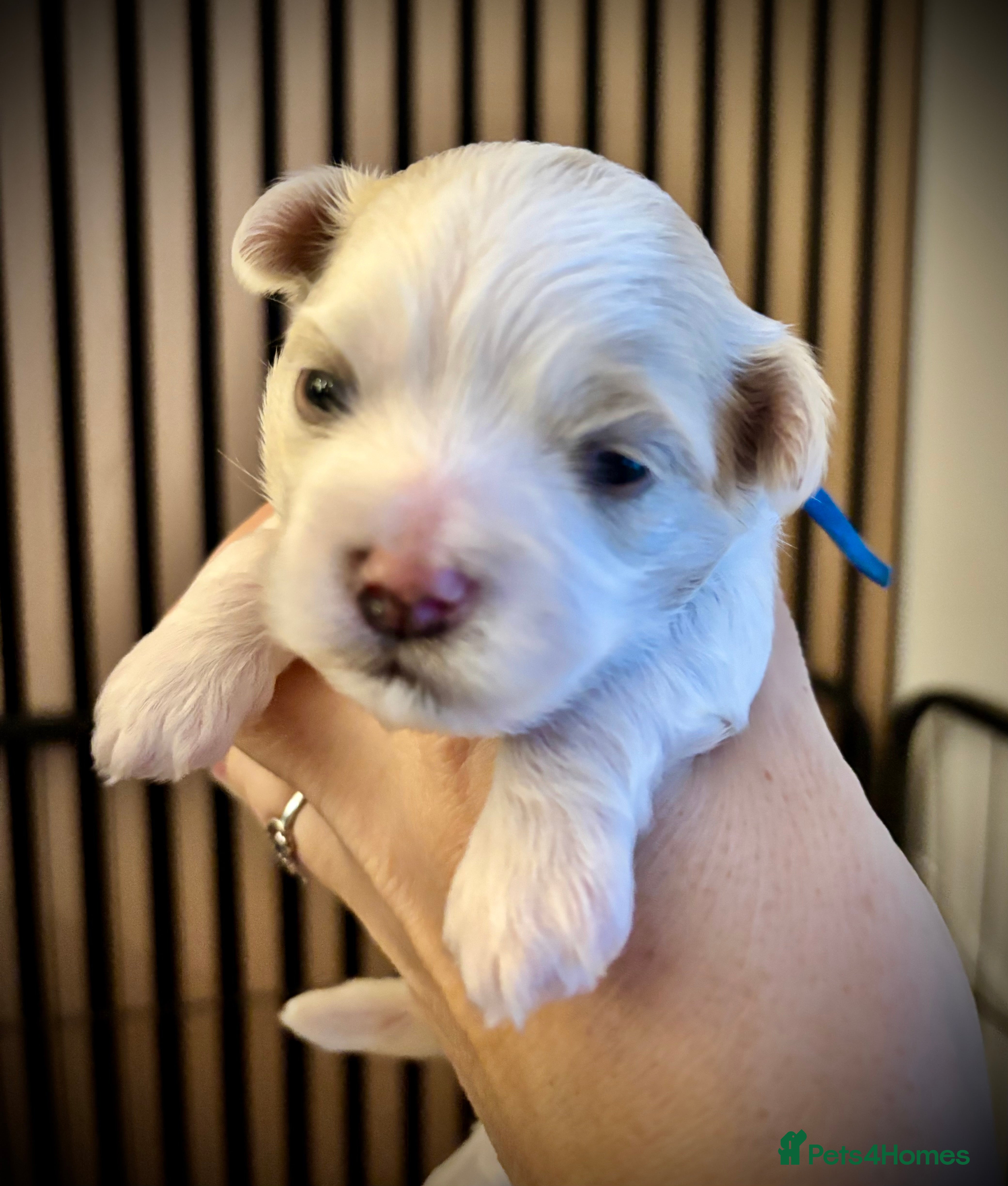 Maltipoo dogs 💙 Gorgeous white Maltipoo Boy 💙 - Advert 11