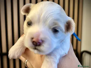 Maltipoo dogs 💙 Gorgeous white Maltipoo Boy 💙 - Advert 11