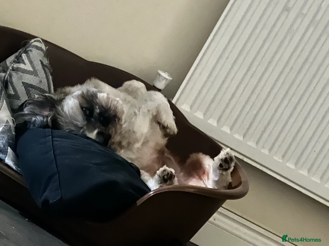 Shih Tzu dogs for stud: STUD shihtzu in Nuneaton - Advert 6