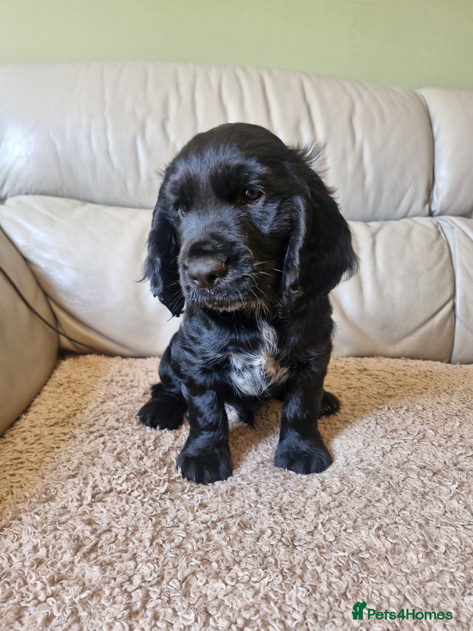 Sprocker dogs 9week old sprocker/cocker boy puppy for sale - Advert 12