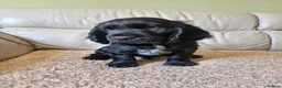 Sprocker dogs for sale: 9week old sprocker/cocker boy puppy for sale in Torquay - Advert 1