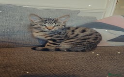 Bengal cats for sale: 5 month old bengal  - Image 7