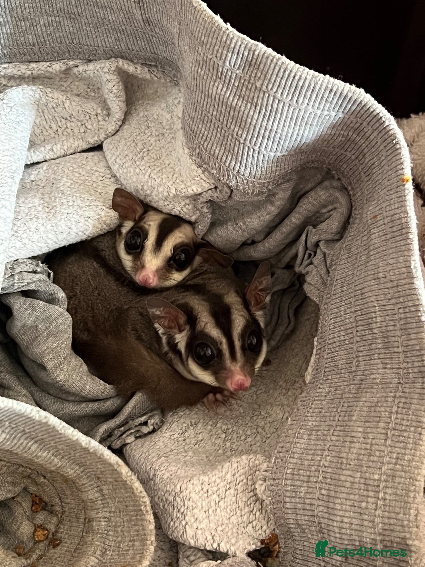 Sugar Glider rodents Single female Grey Sugar Glider  - Advert 2