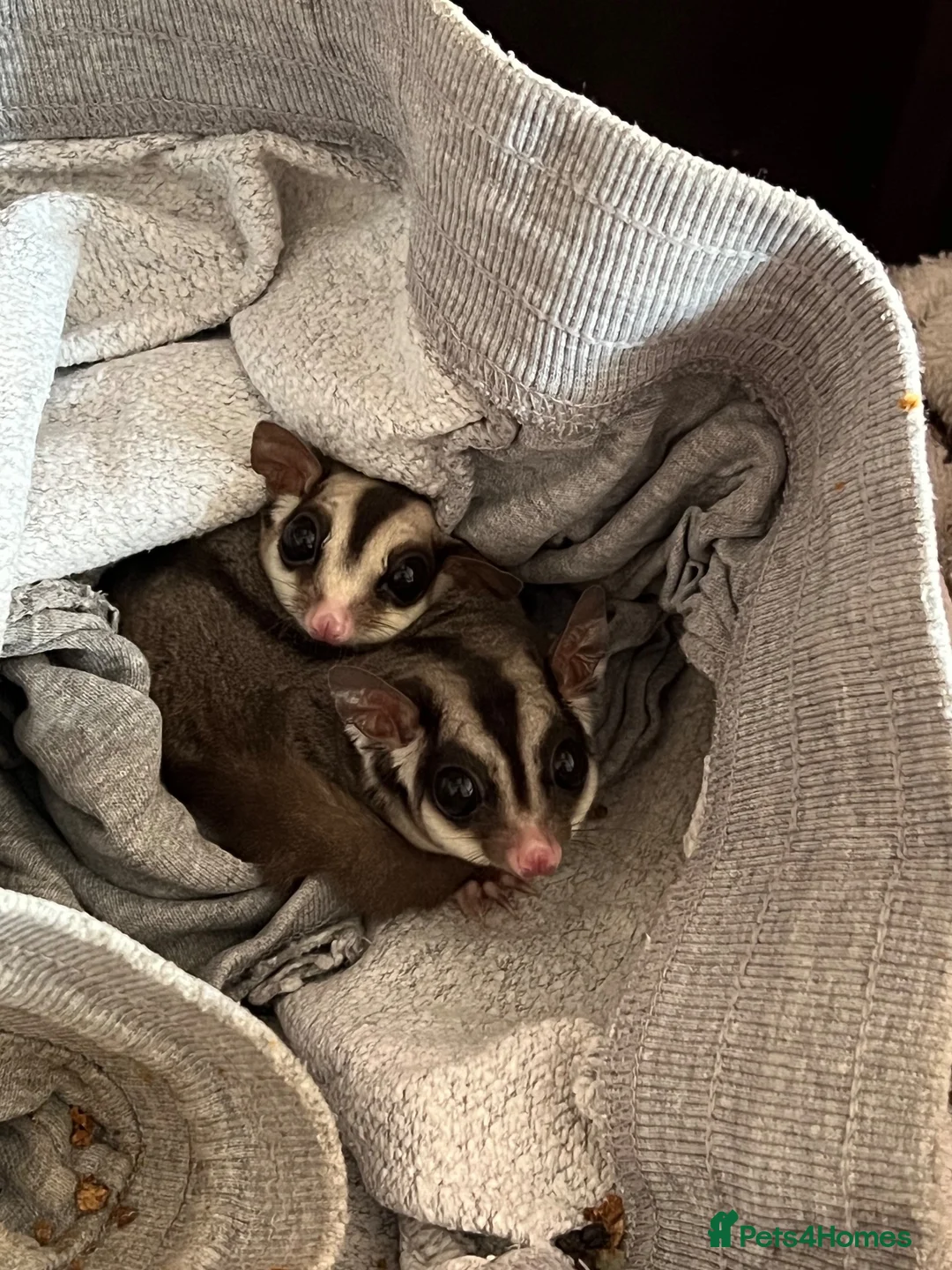 Sugar Glider rodents for sale: Single female Grey Sugar Glider  - Advert 1