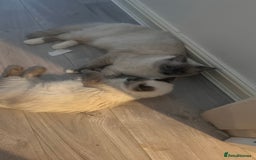 Ragdoll cats for sale: Milo & Mila my beloved cats  - Image 8