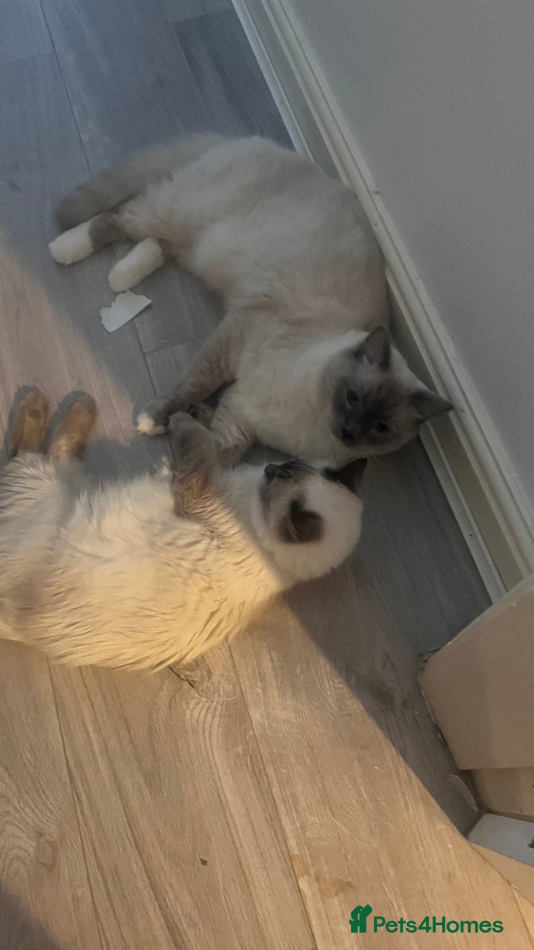 Ragdoll cats for sale: Milo & Mila my beloved cats  - Image 8